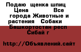 Подаю. щенка шпиц  › Цена ­ 27 000 - Все города Животные и растения » Собаки   . Башкортостан респ.,Сибай г.